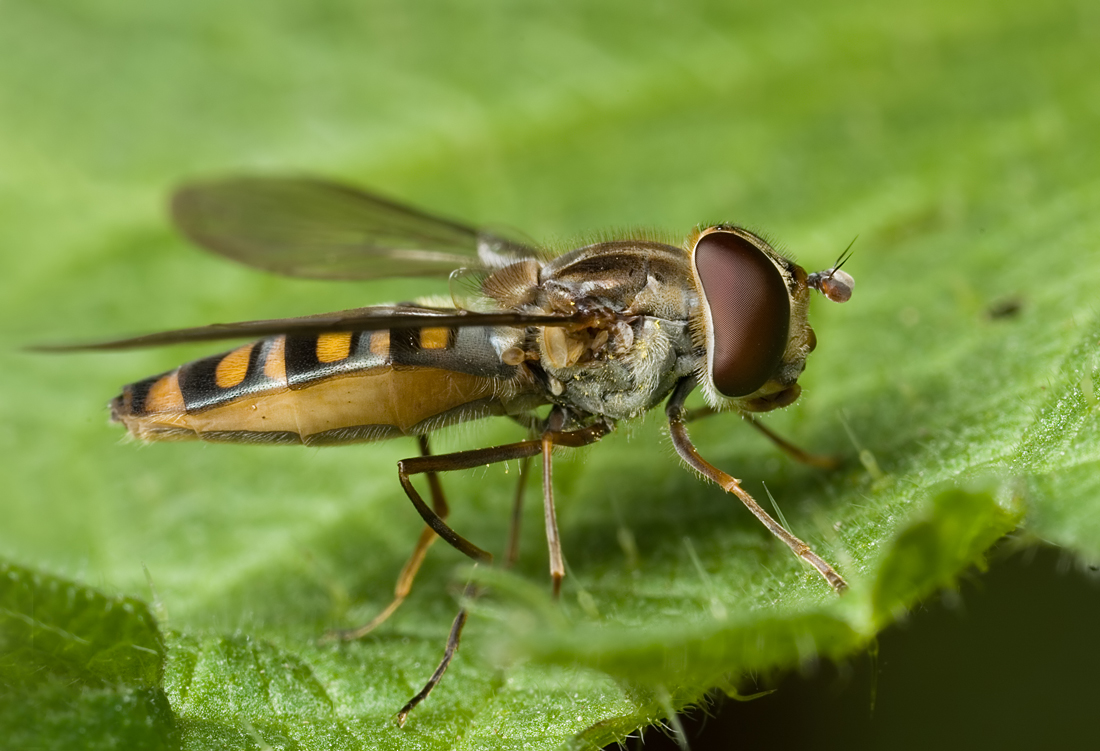 Marmalade Hoverfly 3